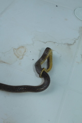 Atractus fuliginosus