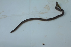 Atractus fuliginosus