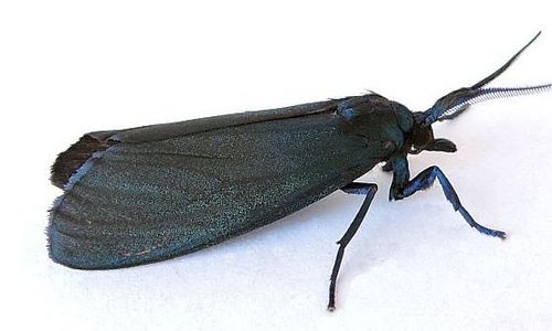 Polilla negra