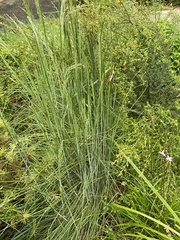 Poa morrisii