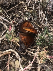 Charaxinae