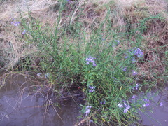 Solanum amygdalifolium