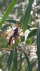 Echthromorpha