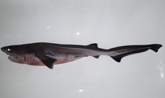 Bluntnose Sixgill Shark photo 4