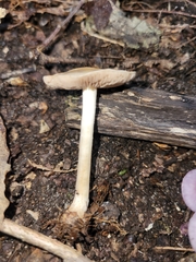 Hebeloma albidulum