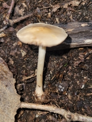 Hebeloma albidulum
