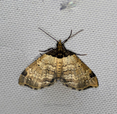 Perizoma lacernigera