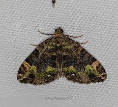 Xanthorhoe griseiviridis