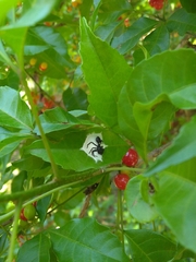 Aphantochilus rogersi