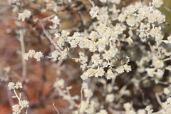 Ptilotus astrolasius