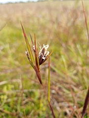 Themeda triandra