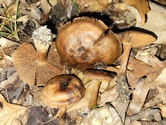 Cortinarius pyrophyllus