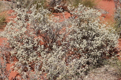 Ptilotus astrolasius