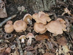 Cortinarius veregregius