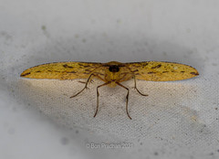 Heterolocha falconaria