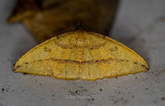 Heterolocha falconaria