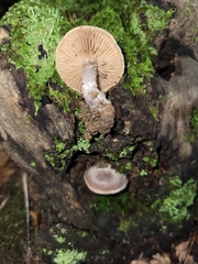 Cortinarius subtabularis