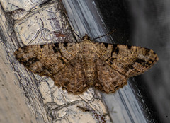 Psilalcis conspicuata