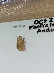 Caenurgina crassiuscula