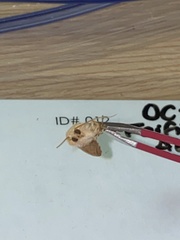 Caenurgina crassiuscula