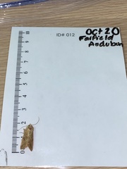 Caenurgina crassiuscula