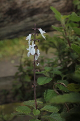 Coleus forsteri