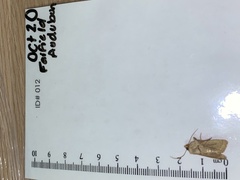 Caenurgina crassiuscula