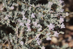 Gompholobium simplicifolium