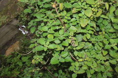 Coleus forsteri