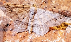 Macaria multilineata