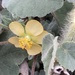 Sonoran Indian Mallow - Photo (c) mkhoover, some rights reserved (CC BY-NC)