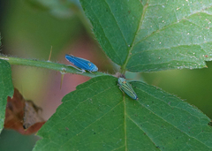 Graphocephala atropunctata