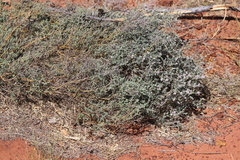 Gompholobium simplicifolium