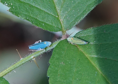 Graphocephala atropunctata