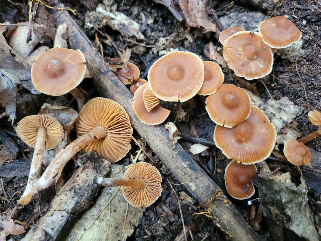 Cortinarius sp. 'IN103'