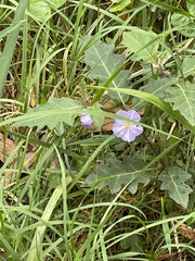 Solanum pungetium
