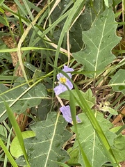 Solanum pungetium