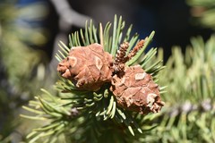 Pinus edulis