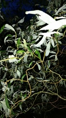 Salix babylonica tortuosa
