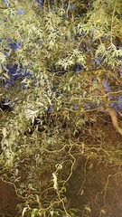Salix babylonica tortuosa