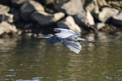 Ardea herodias