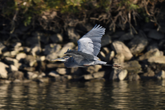 Ardea herodias