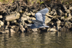 Ardea herodias