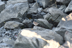 Melospiza melodia