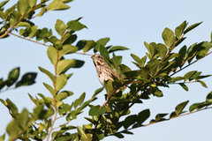 Melospiza melodia