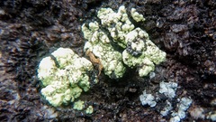 Arthrorhaphis alpina