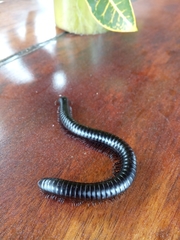Diplopoda