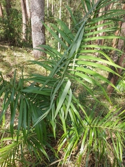 Archontophoenix alexandrae