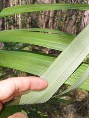Archontophoenix alexandrae