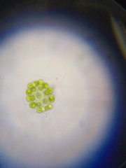 Volvocales